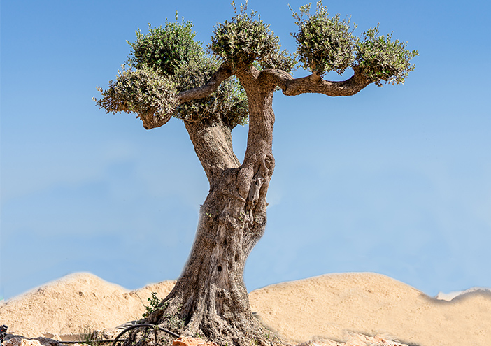 עצי זית עתיקים