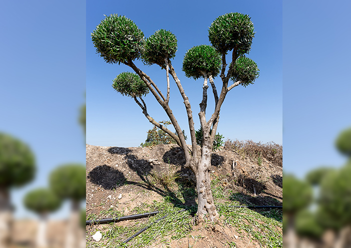 עצי זית מעוצבים