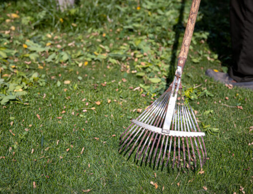 איך לנקות דשא סינטטי?